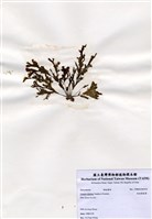 藏品(有柄褐扇藻)的圖片